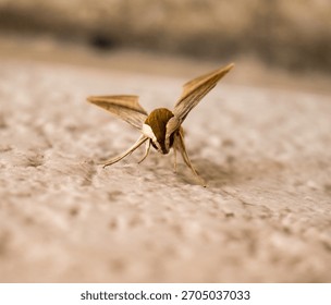 moth insect bug alien polilla