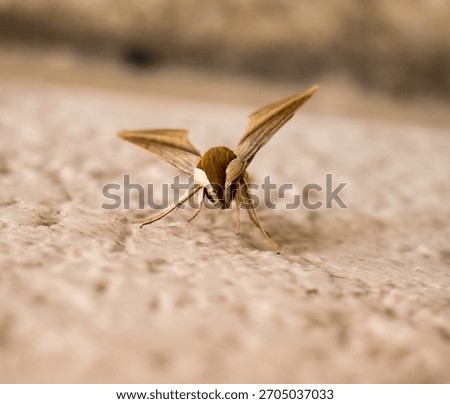 moth insect bug alien polilla