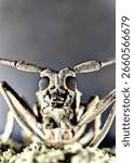 moth, insect, centipede, bugs, macro, close up 