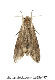 Moth Isolated On White Background