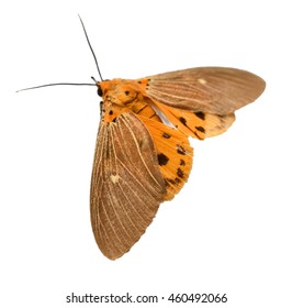 A Moth Isolated On A White Background