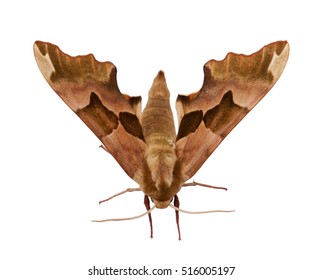 Moth Isolated On The White Background