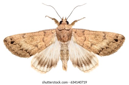 Moth isolated on a white background