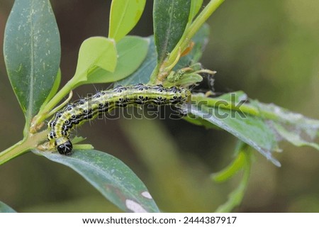 Moth larva, caterpillar plant pest on damaged plant.
