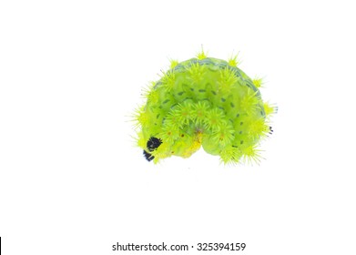 Moth larvae in the white background