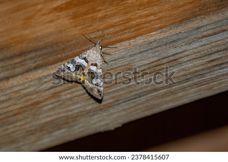 Moth Moths Insect Bug Butterfly