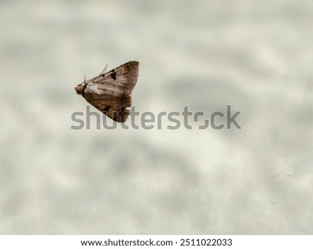 Similar – Schmetterling