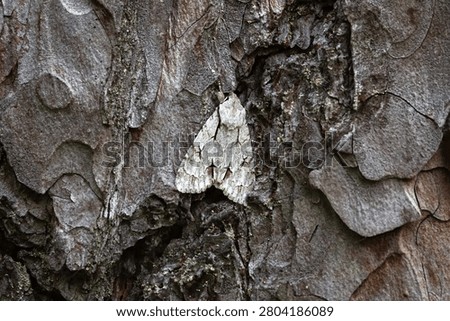 A moth on the bark of a pine tree. Mimicry of insects. This is the Arrow psi (Acronicta psi), a butterfly from the scooper family. It has light grey wings with a distinctive dark cross-shaped spot resembling a Greek letter.