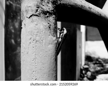 A Moth on Home Fence from Side View in BW