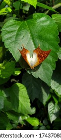 Moth On Leaf, Nature Indoor Wildlife Exhibit Butterfly Moth Enclosure Environment