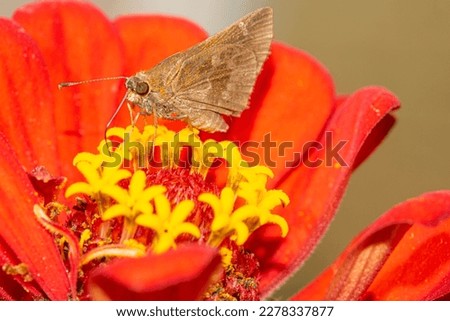 Moth on a red zinnia flower 