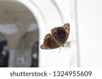Moth on a window