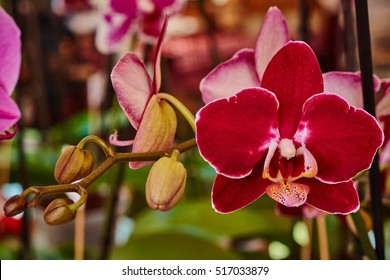 Moth Orchid 