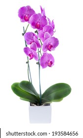 Moth  Orchid Flowers 