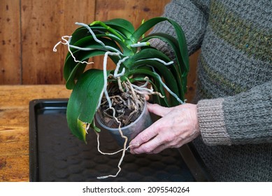 Moth Orchid Needs Repotting, Man Shows Potted Plant