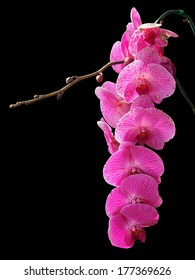 Moth Orchids with Black background
