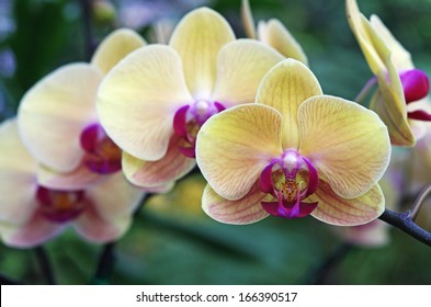 Moth Orchids In The Flora Garden