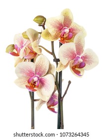 moth orchids in front of white background