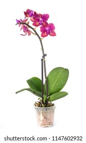 moth orchids in front of white background