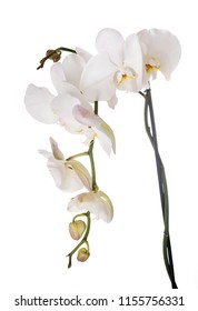 moth orchids in front of white background