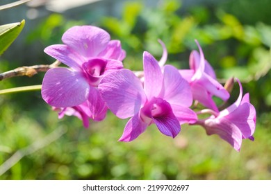 Moth Orchids, is a genus of about seventy species of plants in the family Orchidacea. Moth Orchid is the most beautiful orchid hybrid