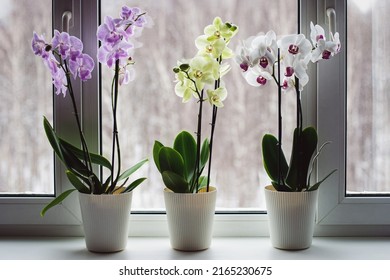 Moth orchids on windowsill, growing phalaenopsis orchids at home, flowering houseplants care - Shutterstock ID 2165230675