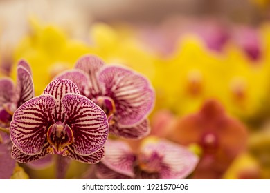 Moth orchids or Phalaenopsis blooming with soft multi-color backgeound