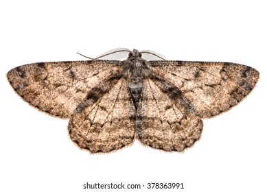 Moth With Outspread Wings Isolated On White.