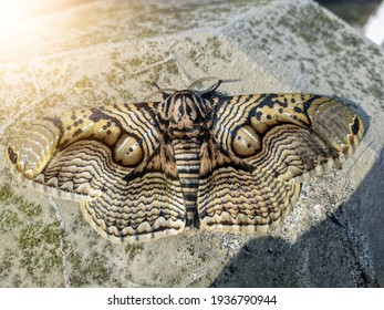 Moth With Owl Wings Textures, Mimicry Animal In Nature. 