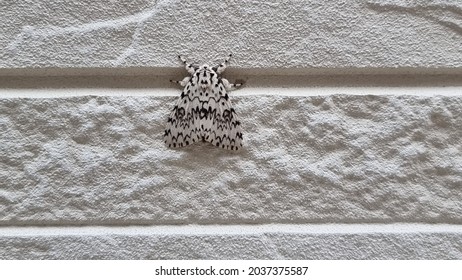 A moth protecting itself with a protective color