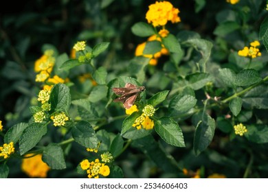 A moth resting on a green leaf with vibrant yellow flowers in the background - Powered by Shutterstock