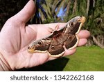 Moth, Saturnia pyri, the Giant Peacock moth, Great Peacock moth, Giant Emperor moth or Viennese emperor (Lepidoptera: Saturniidae) on human hand. Concept of environmental protection 