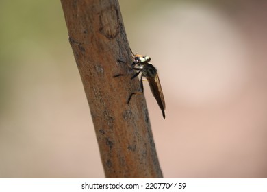 A Moth Sits On A Wooden Rod, Side View.