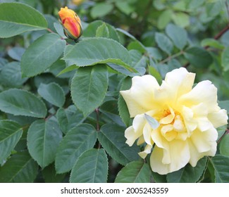 a moth sits on a yellow rose in Vancouver
