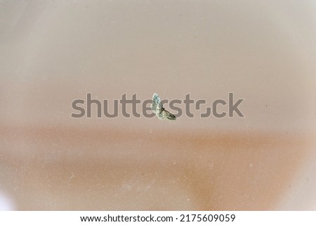 Similar – Image, Stock Photo Moth on pane window night