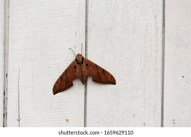 Moth, Sungai Mahakam, East-Kalimantan, Borneo, Indonesia