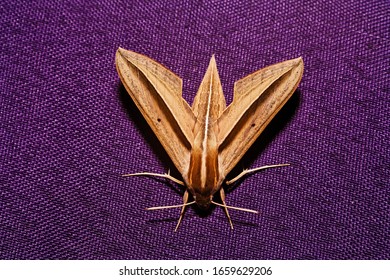 Moth, Sungai Mahakam, East-Kalimantan, Borneo, Indonesia