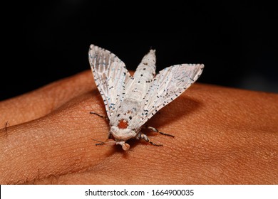 Moth, Sungai Mahakam, East-Kalimantan, Borneo, Indonesia