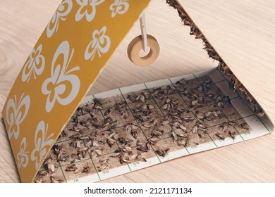 Moth trap full of Indian meal moths (Plodia interpunctella); color illustration photo of insect repellent and pest control or anti-moth advertising.