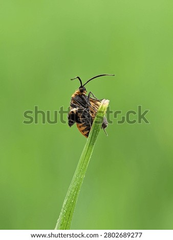 a moth whose wings are damaged but looks beautiful 