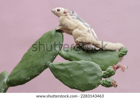 A mother albino sugar glider was looking for food on a flowering cactus while holding her two babies. This mammal has the scientific name Petaurus breviceps.