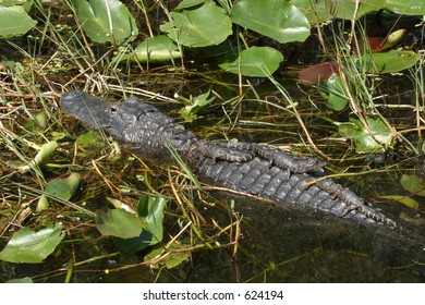 Mother Alligator With Babies