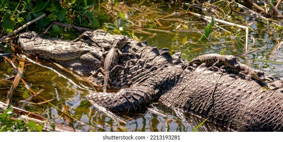 Mother Alligator And Alligator Babies On Her Back At Orlando Wetland Park.