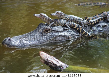 mother alligator with babies riding on her head in water