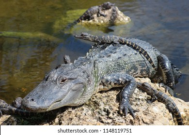 Mother Alligator On Rocks With Her Babies On And Around Her