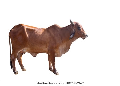 Mother American Brahman brown Cow isolated on white background with clipping path