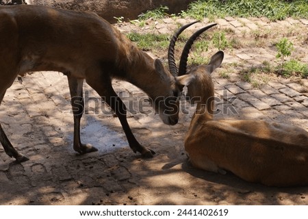 Mother antilope giving her attention to baby antilope. 
