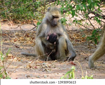 Mother Baboon with baby baboon