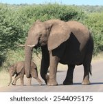 Mother and baby African Elephants walking together