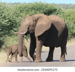 Mother and baby African Elephants walking together - Powered by Shutterstock - Get 15% off with code: PIKWIZARD15